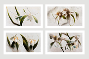 Orid Co. Orchid Flower art, a Texture Illustration by milatovar (Thumbnail 2 of 16)