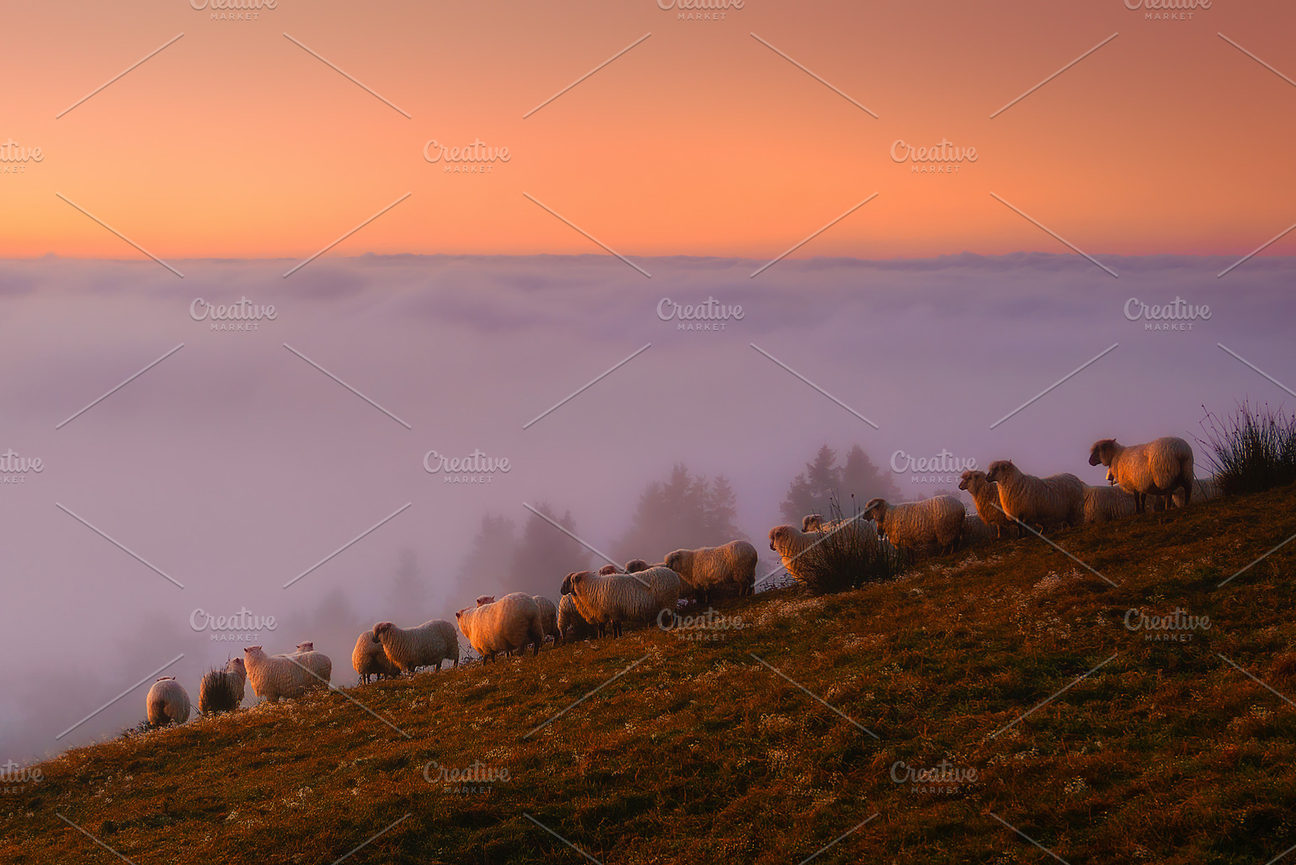 sheep in the mountain, a Nature Photo by mimadeo