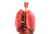 Human internal organs, a Characters & Person 3D Model by konstantin.ermolaev (Thumbnail 4 of 46)