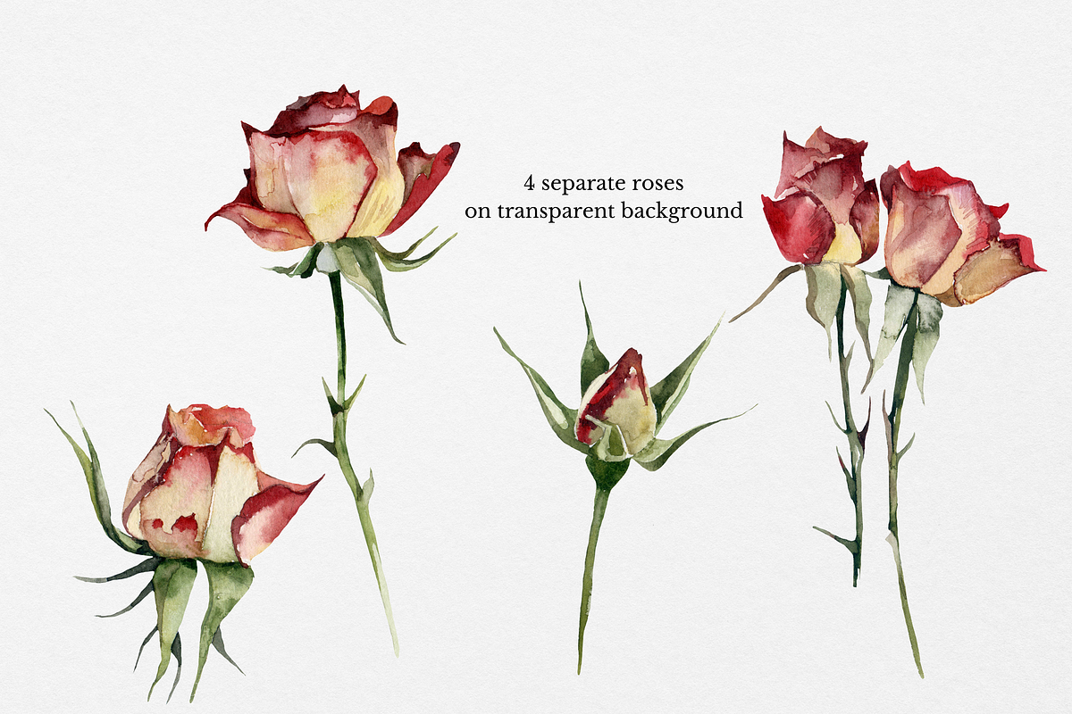 Roses Floral Watercolor Clipart, an Illustration by Artcard Watercolor (Photo 2 of 7)