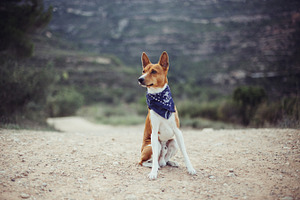 Cute adorable dog with blue collar containing dog, animal, and nature