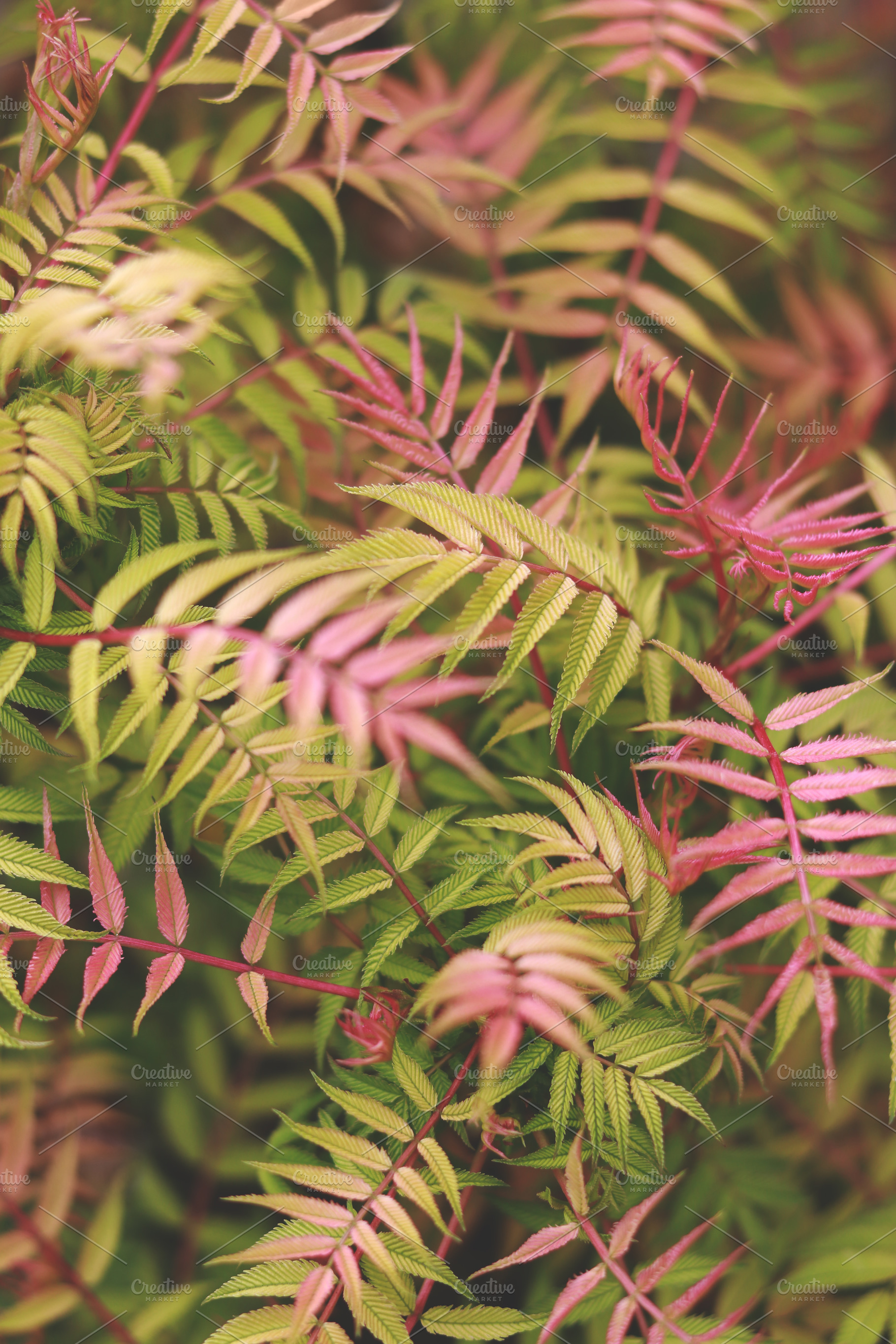 Pink Yellow Tropical Leaves Photo, a Nature Photo by René Jordaan Photography