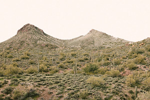 Hills of cacti