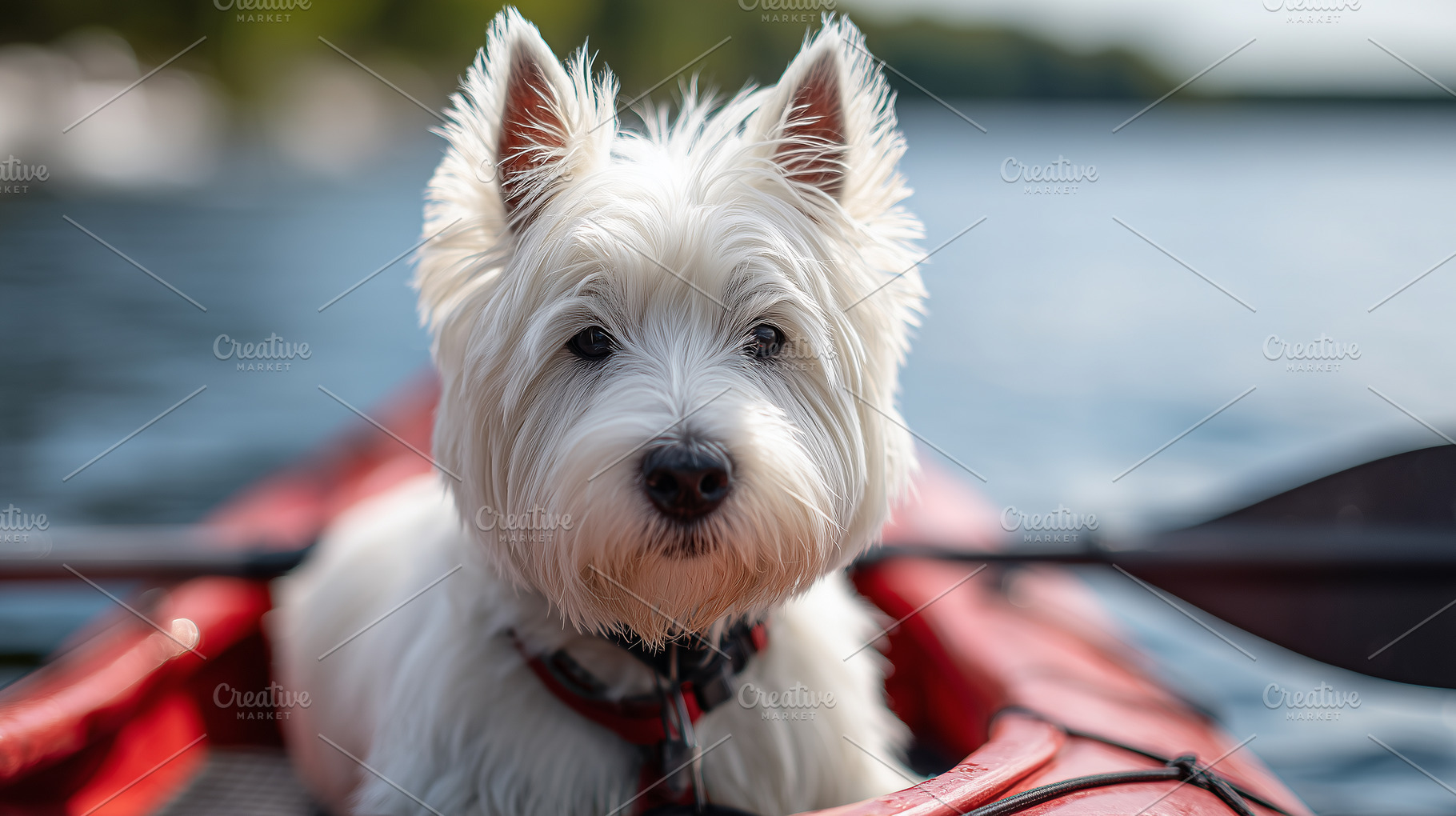 Adorable white West Highland Terrier, an Animal Photo by MistyDay