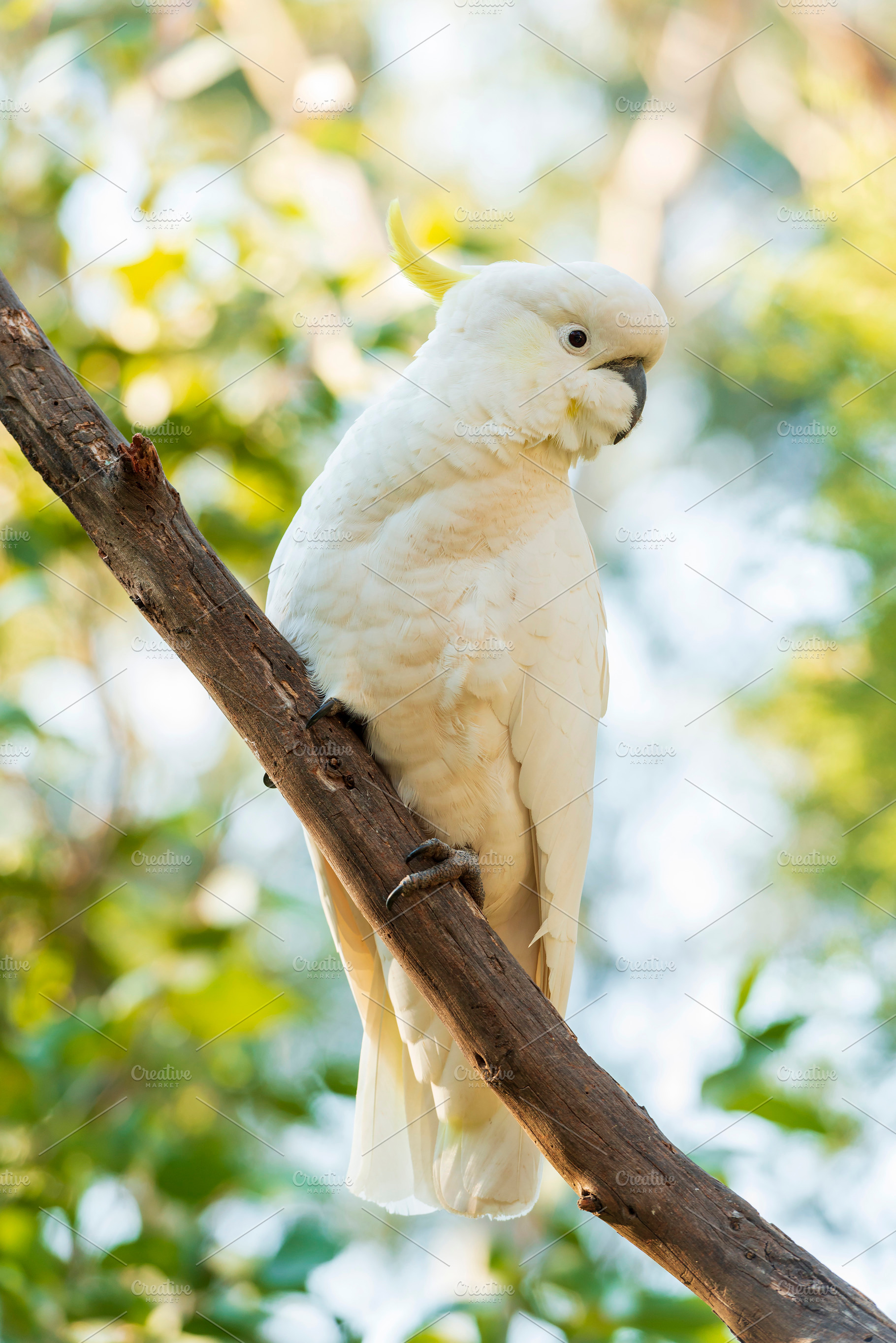 Sulphur-Crested Cockatoo Bird, a Photo by THP Creative