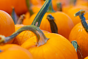 Fall Pumpkin Stock Bundle, a Holiday Photo by r.r.palacios (Thumbnail 6 of 15)