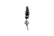 Lavender Stem Silhouette Collection, an Object Graphic by Creativeshirt (Thumbnail 2 of 3)