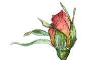 Bundle offer of watercolors, an Animal Illustration by Watercolor_Vector Graphic (Thumbnail 17 of 27)