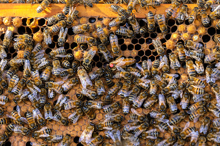 Close-Up of Busy Bees on a Honeycomb, an Animal Photo by Perpis