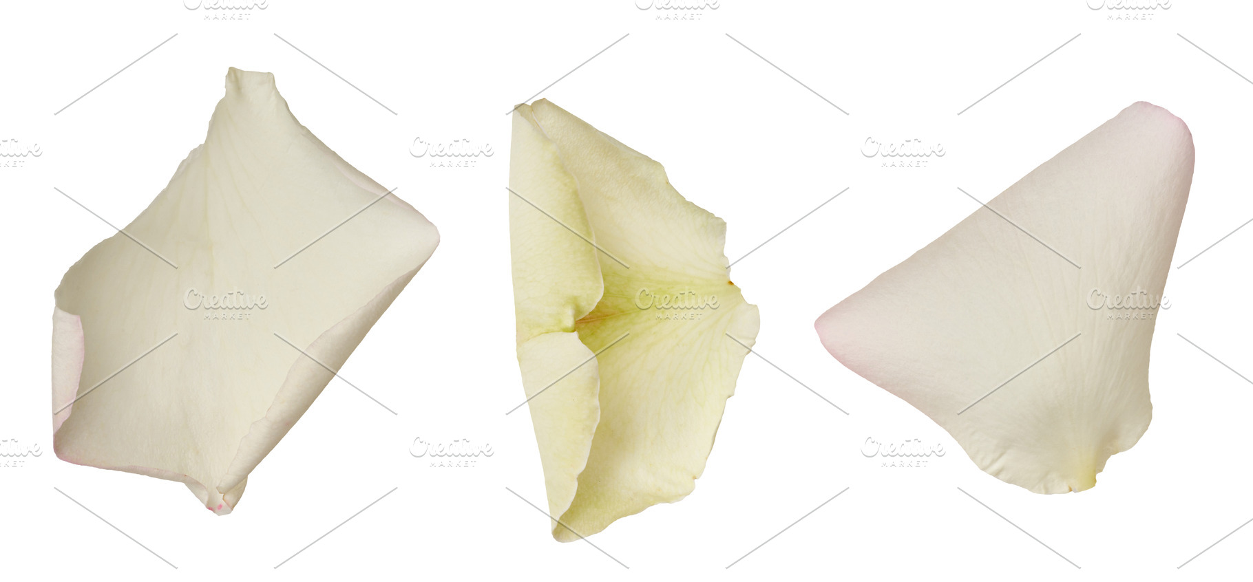 White rose petals on isolated background, a Nature Photo by ndanko
