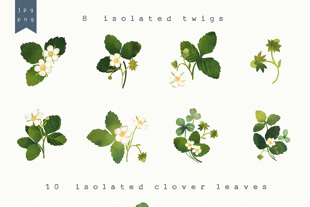 Blossom Wild Strawberry & Clover., an Illustration by Olga Bonitas (Photo 2 of 9)