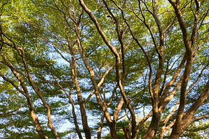Tree with sunlight in the garden, a Nature Photo by ArtBackground
