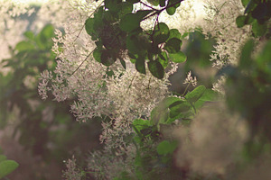 Bloom featuring bloom, blooming, and blossom