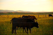 Cow Stock Bundle, an Animal Photo by r.r.palacios (Thumbnail 2 of 14)