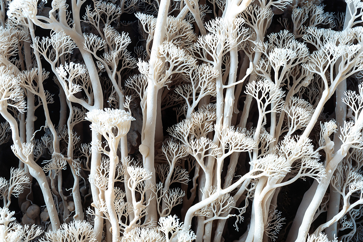 72 Microscopic Fungi Backgrounds, a Background Graphic by h.utomo (Photo 71 of 72)