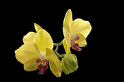 Wedding Tropical flower bundle, an Illustration by NNclipart (Thumbnail 7 of 9)