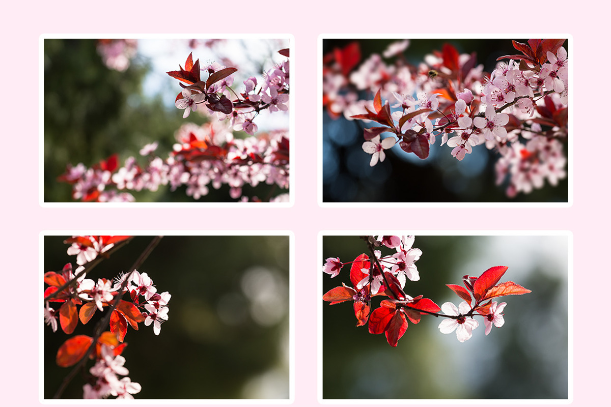 Pink Spring Flowers, a Texture Graphic by QueenDesigns (Photo 6 of 6)
