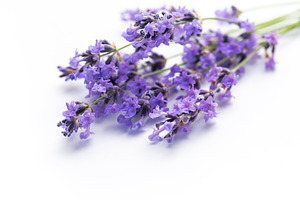 Lavender flowers creating relaxing aromatherapy herbal concept, a Nature Photo by Olena Rudo