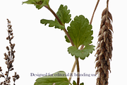 Airy Meadow – Wild Berries & Botanic, an Object Graphic by Aga Silva (Thumbnail 1 of 5)