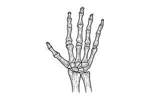 Human Hand Skeleton Sketch Vector