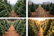 Christmas Tree Farm Backdrop BUNDLE, a Layer Style Add-On by Wild Honey Design Co. (Thumbnail 2 of 4)