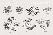 Botanical Herb Ingredients, a Healthcare Illustration by TheMountBirdStudio (Thumbnail 6 of 10)