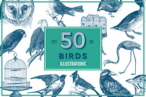 Birds Vintage Vector Illustrations