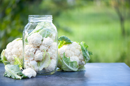 Fermentation of cabbage cauliflower, a Food & Drink Photo by WildStrawberry Magic