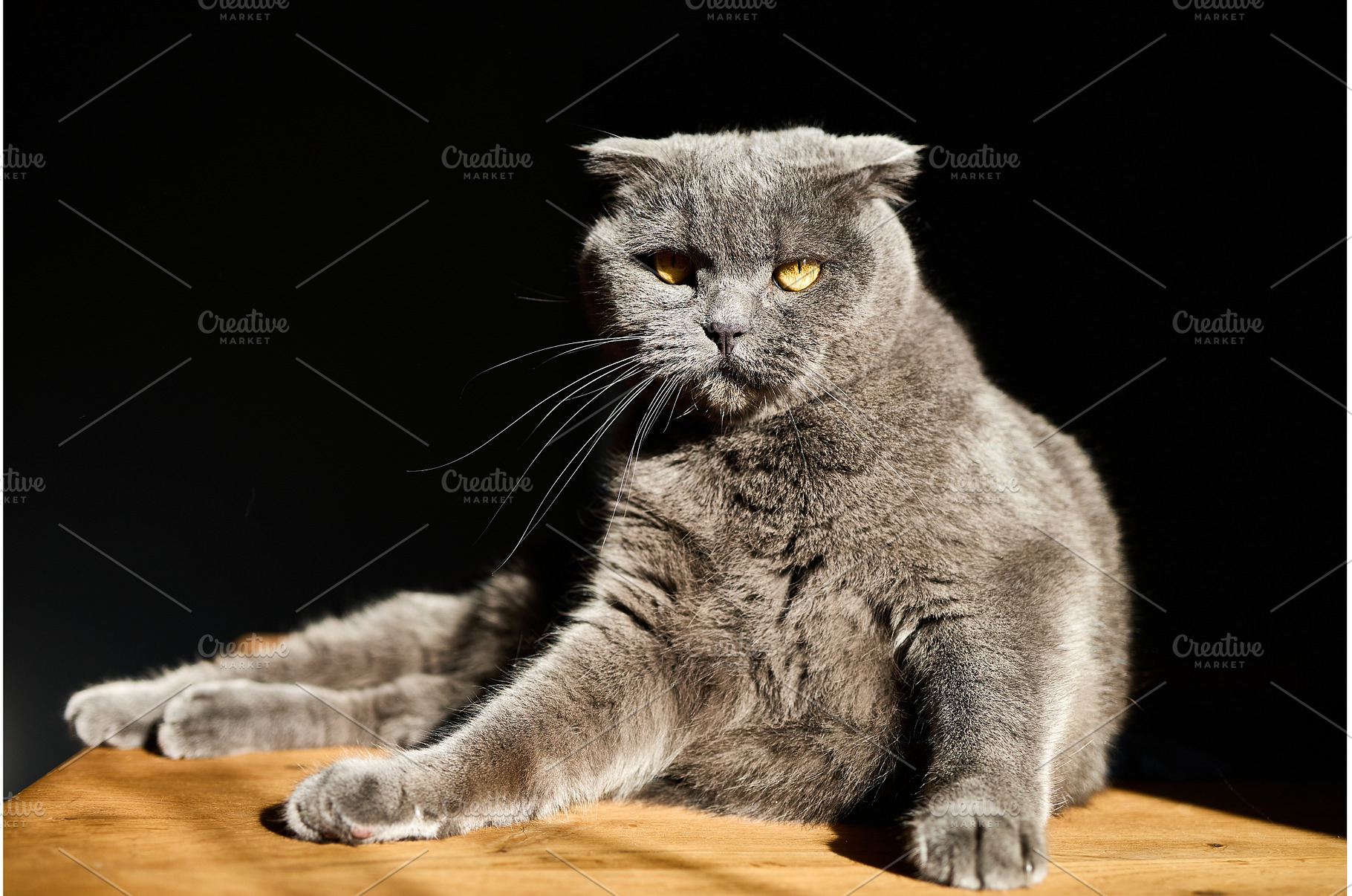 Grey cat lounging on wooden surface, an Animal Photo by IlliaBondarPhotography