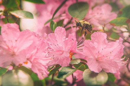 Buzzing amid Azaleas
