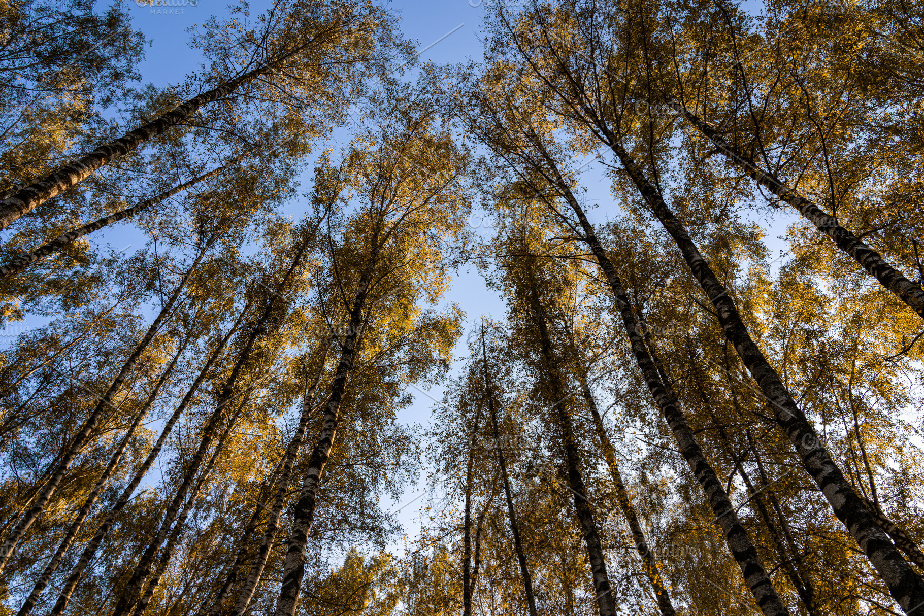 Tall birch tree trunks with yellow autumn foliage against a blue sky. Nature ba, a Nature Photo by Eugene_Photo