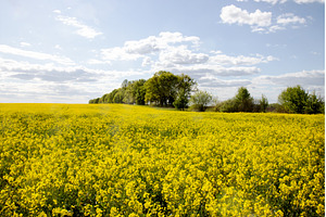 Stunning landscape of bright yellow, a Nature Photo by Pakosta