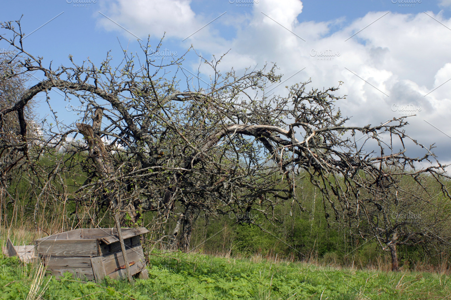 Dead rural landscape, a Nature Photo by BOOCYS