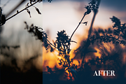 4 ColorFilm Nature Lightroom Presets, an Action Add-On by MP Photo and Presets (Thumbnail 2 of 4)