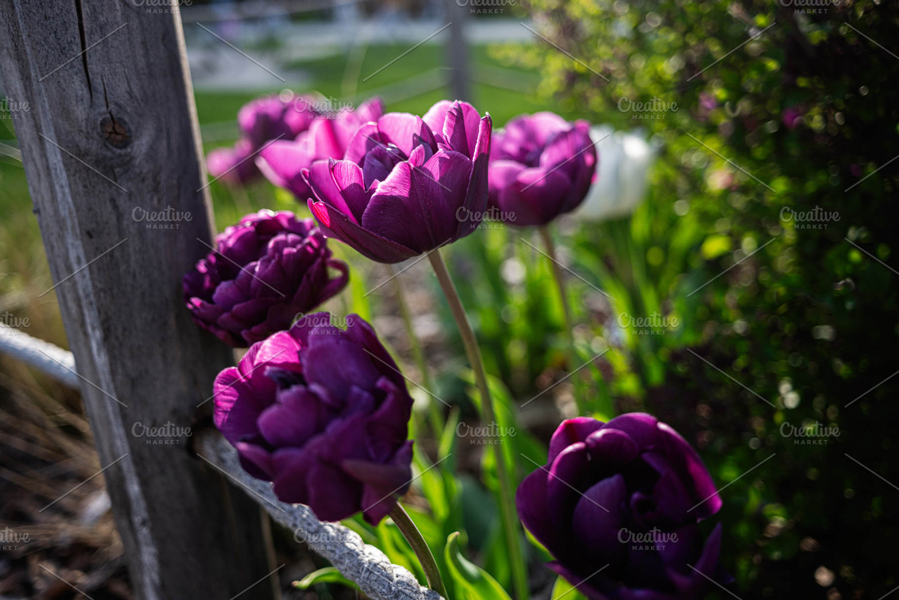 Vibrant purple tulips blooming in a charming garden near a wooden fence, a Photo by AS photostudio