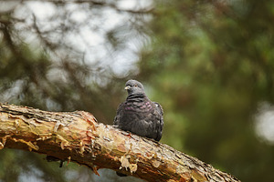 pigeon sitting on green grass in the, an Animal Photo by AlexBush