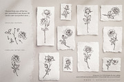 rose | botanical illustrations, an Illustration by Sophia J Caldwell (Thumbnail 7 of 23)