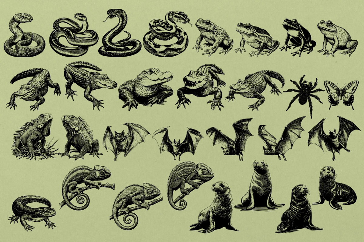 330 ZOO Animals vector illustrations, an Animal Illustration by Nocturnal Wolf (Photo 14 of 18)