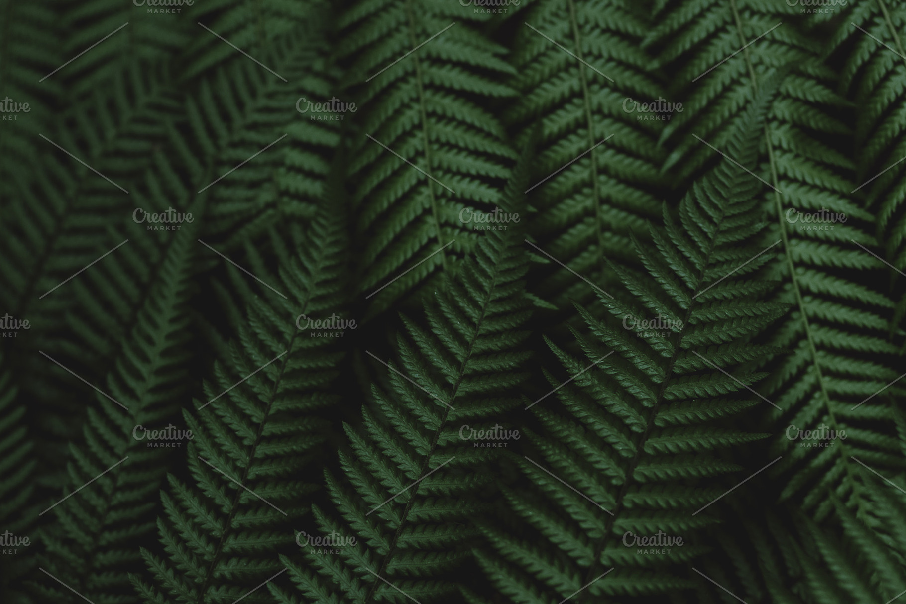 Minimalist Forest Fern Background, a Nature Photo by René Jordaan Photography