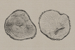 Tree Stump Textures - Vector & PNG