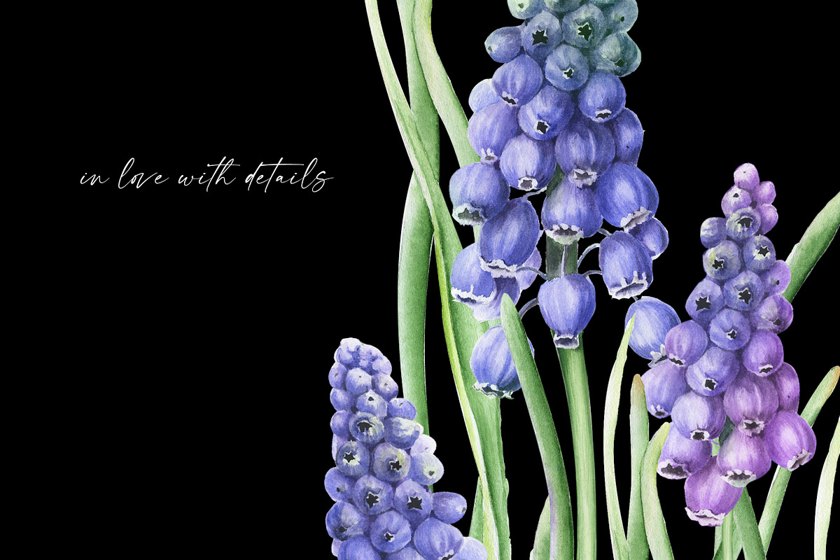 Botanical Muscari Set, an Illustration by Olga Koelsch (Photo 5 of 9)
