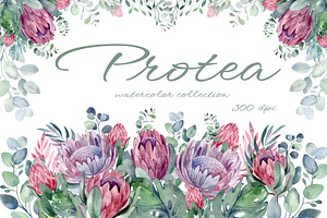 PROTEA watercolor flowers clipart