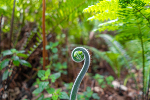 Young curled fern frond growing in a lush green forest environme, a Nature Photo by GoodGoods