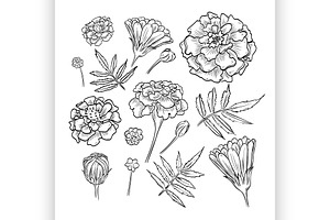 Vector Hand Drawn Elegant Marigold