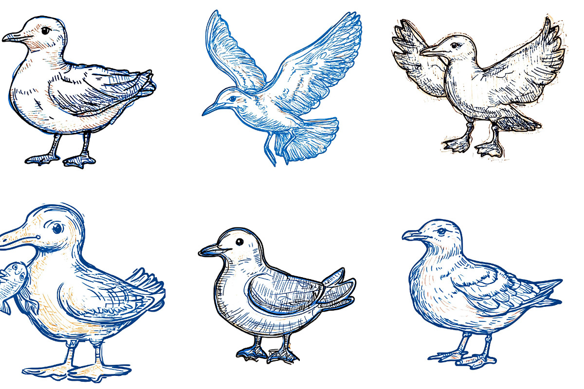 Hand Drawn Seagull Clipart PNG, an Illustration by Designking (Photo 3 of 4)