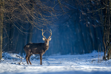 Close young majestic red deer stag in winter forest. Cute wild m, an Animal Photo by Byrdyak