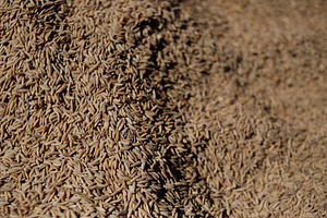 Close-up of rice texture (grain), a Food & Drink Photo by bastera