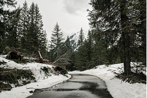 Mountain fir forest and the road, a Nature Photo by Nature and travel