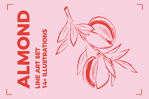 ALMOND LINE ART SET (14+ elements), a Food Illustration by Bonfloret Studio