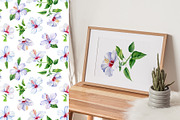 Watercolor tropical hibiscus flowers, an Object Illustration by Hanna Hryharenka (Thumbnail 15 of 18)